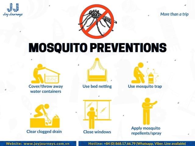 mosquito