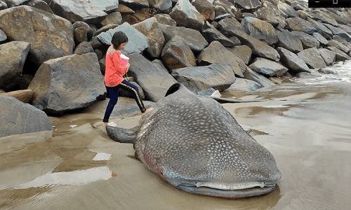 Sharks Are Rarely See In Vietnam - Source: VNExpress