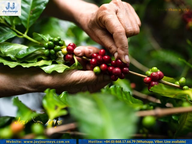 coffee farming