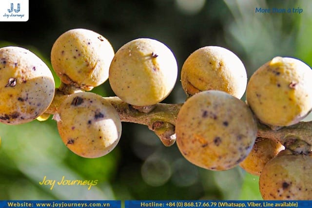 description bonbon fruit