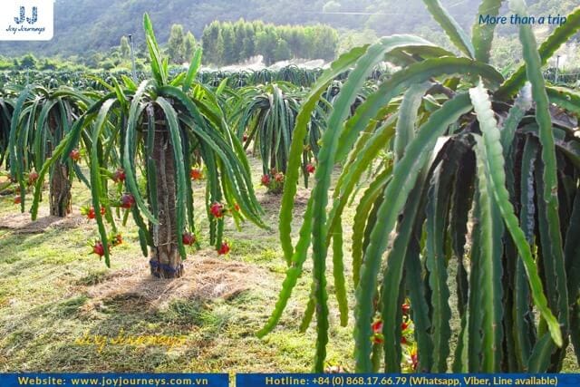 Dragon Fruit Farm