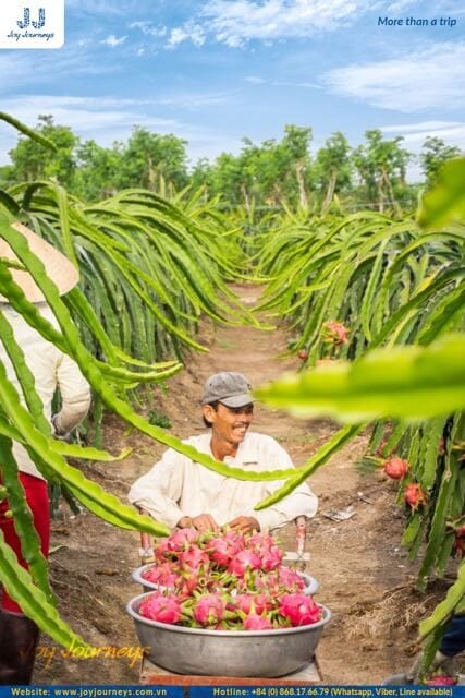 The farmer is harvesting dragon fruit