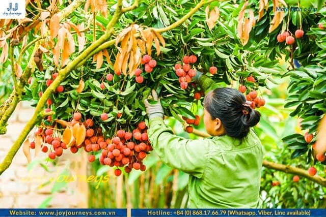 lychee harvesting