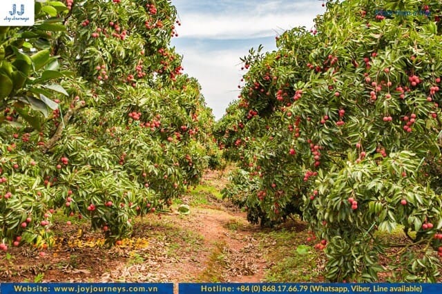 lychee orchard