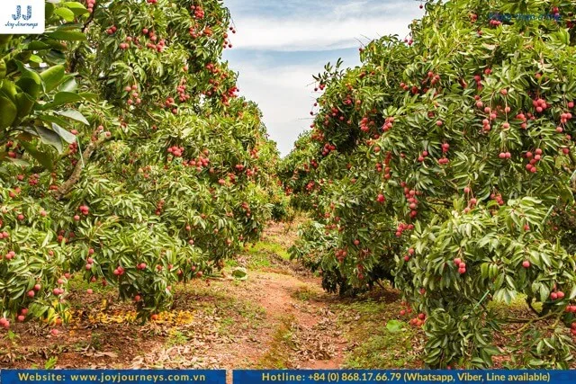 lychee orchard