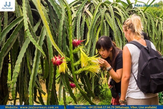 Visitor Dragon Fruit Farm