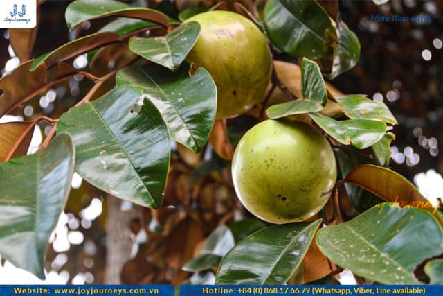 Du Sua Fruit