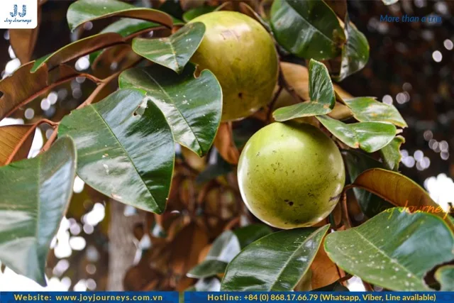 Du Sua Fruit