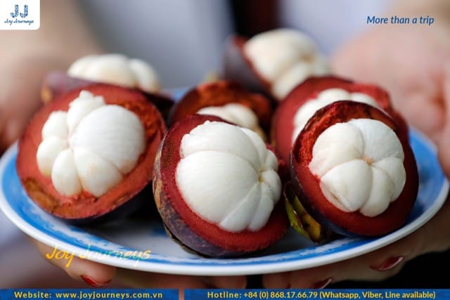 mangosteen vietnamese