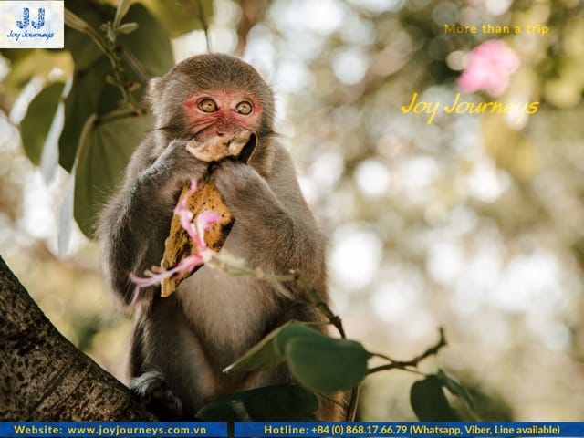 exploring monkey island
