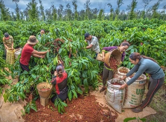 People are harvesting coffee.