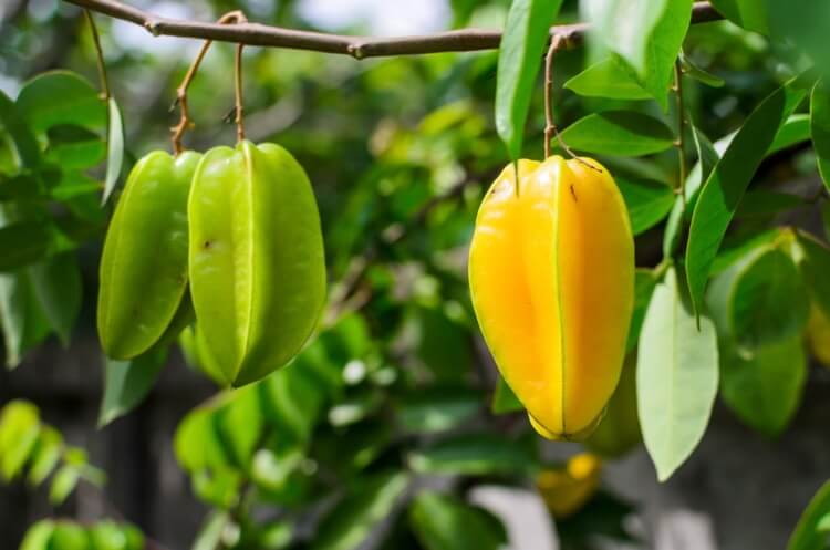Star Fruit