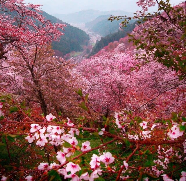 Cherry Blossoms in Moc Chau during spring