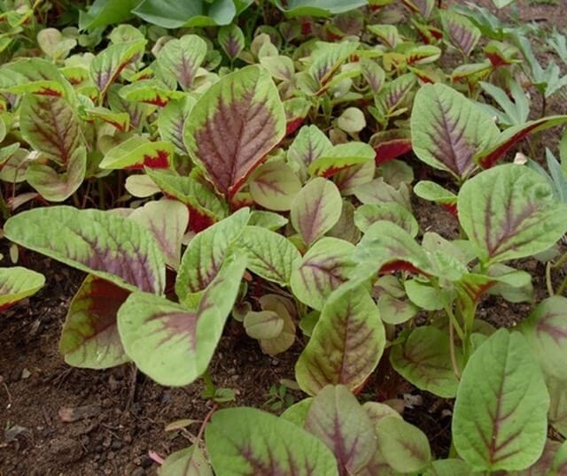 Amaranth Has Red-Purple Color and Tastes A Bit Sweet