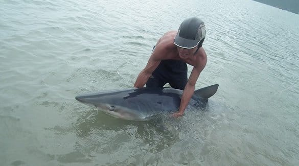 People Free A Stranded Shark At Con Dao Island