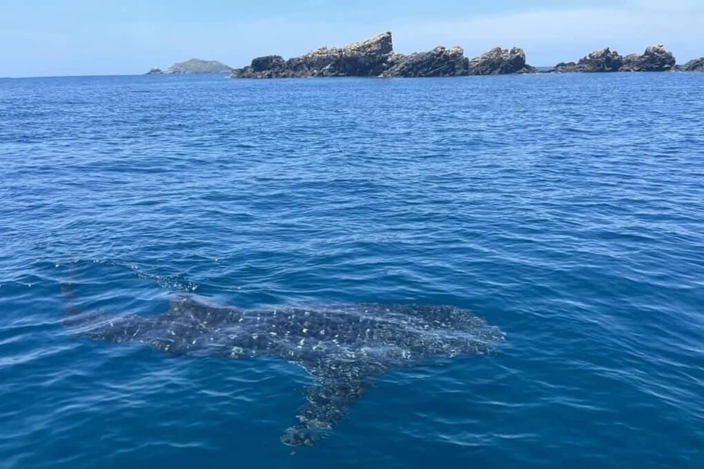 Encountered Whale Shark At Ky Co Beach on July 22, 2022