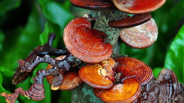 Ganoderma "Lingzhi"