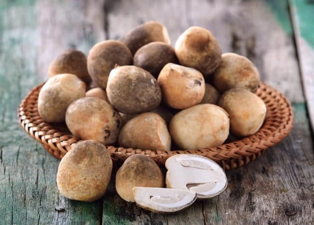 Straw Mushrooms