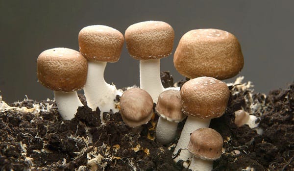Sun Mushroom