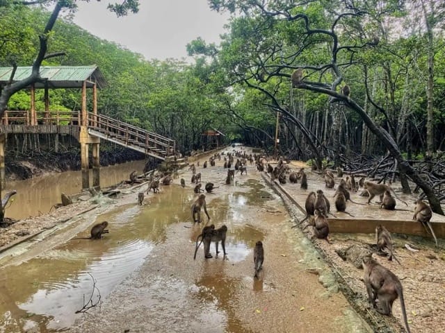 Monkey Island is A Must Visit Destination in Your Can Gio Journey