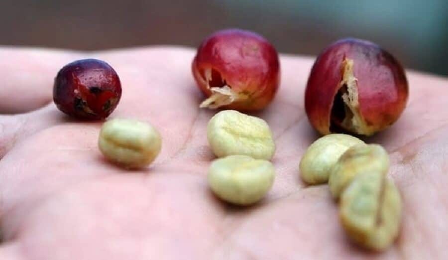 Peaberry Coffee Bean