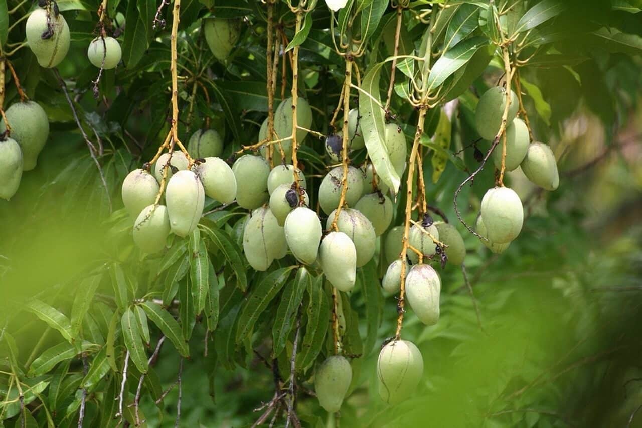 famous hoa loc sand mango