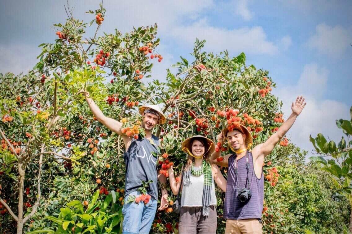 Memorable Fruit Picking Experience In Mekong Delta Orchards