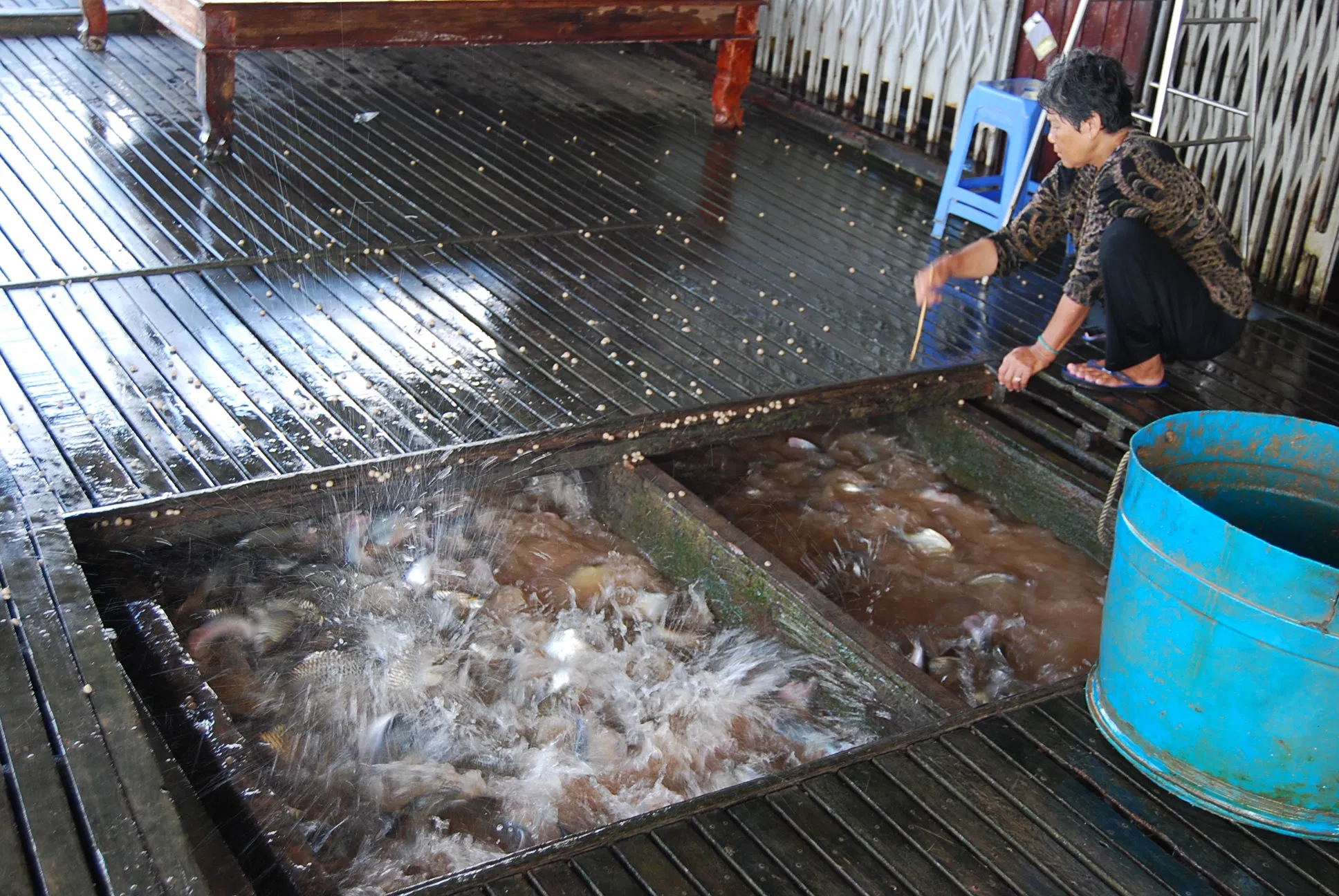 floating fish farms Mekong